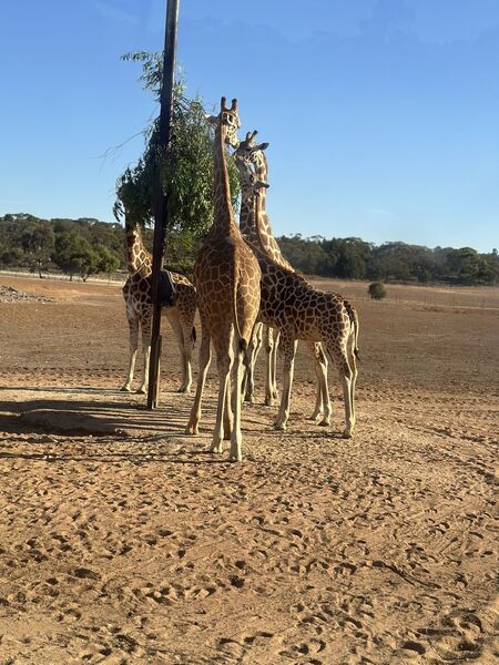 Giraffe